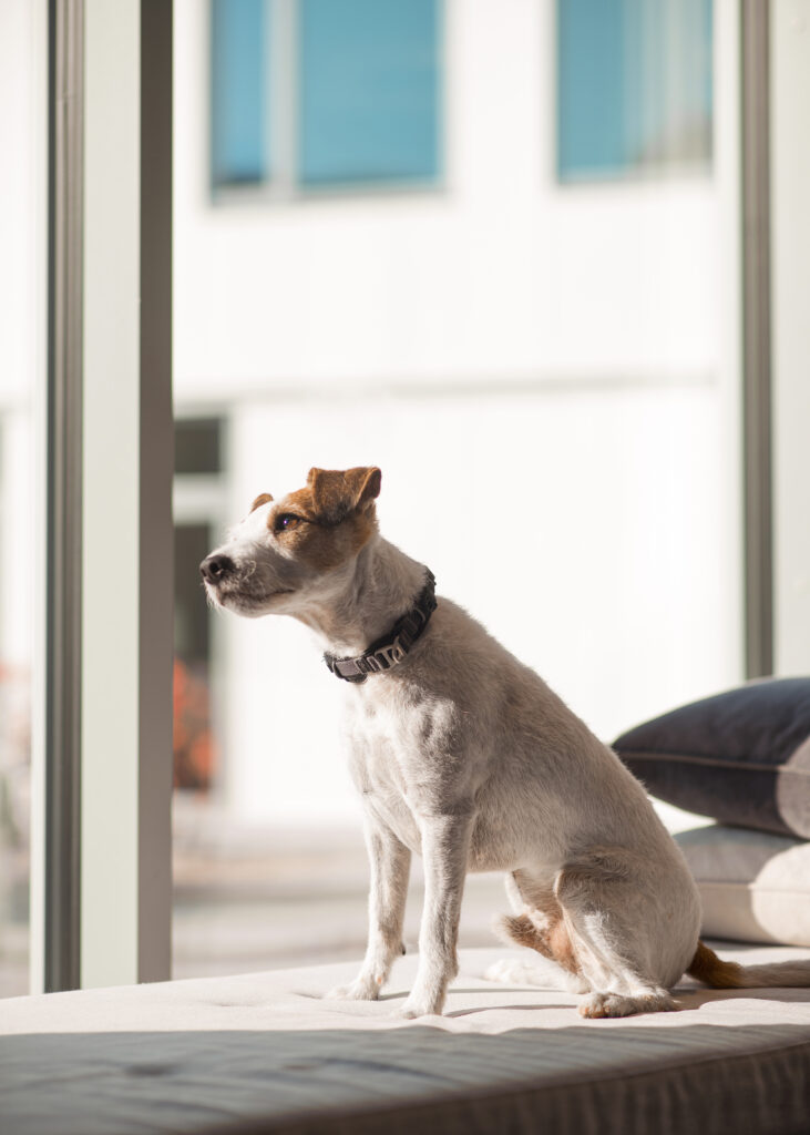 Dog on bench in IKEA Hotell lobby.
